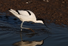 David Plant Photography - Wildlife Photography - Avocet - L